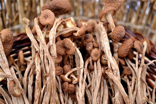 茶树菇是什么 它有什么功效